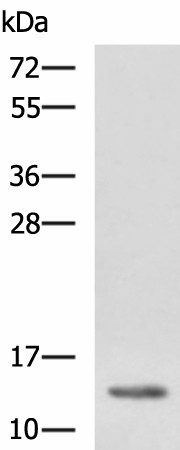 Western blot analysis of K562 cell lysate  using HBZ Polyclonal Antibody at dilution of 1:1150