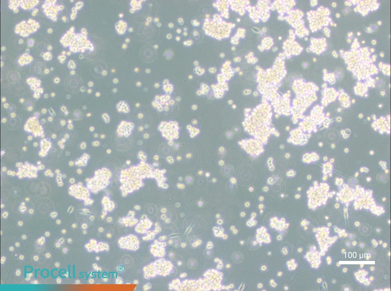 B95-8 Cell Complete Medium - 3