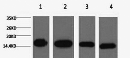 Western Blot analysis of 1) Hela, 2) Raw264.7, 3) Mouse brain, 4) Rat brain using Histone H3 Monoclonal Antibody at dilution of 1:5000.