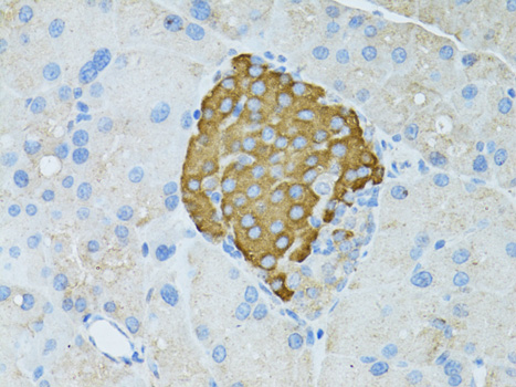 Immunohistochemistry of paraffin-embedded Rat pancreas using TEFM Polyclonal Antibody at dilution of 1:100 (40x lens).