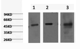 Western Blot analysis of 1) Hela, 2) HepG2, 3) Mouse skeletal muscle using CK-18 Monoclonal Antibody at dilution of 1:1000.