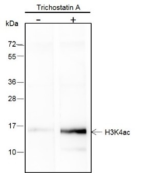 Recombinant Histone H3 (Acetyl Lys4) Monoclonal Antibody-searchlist-1