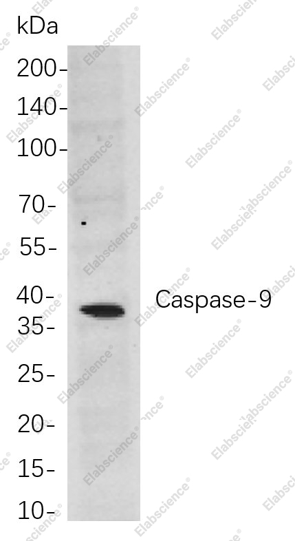 Recombinant Caspase-9 Monoclonal Antibody - 1