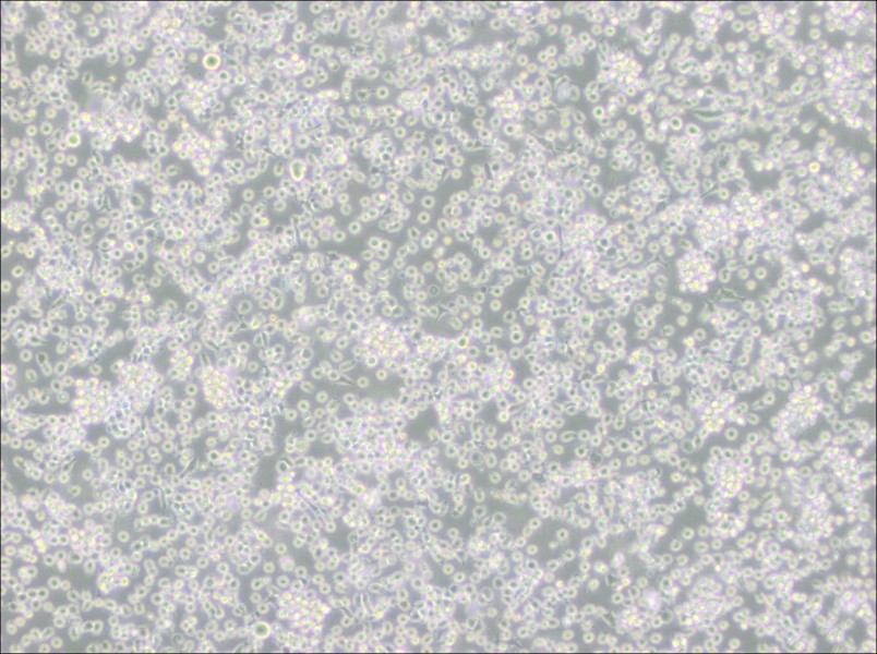 ARH-77 Cell Complete Medium-searchlist-1