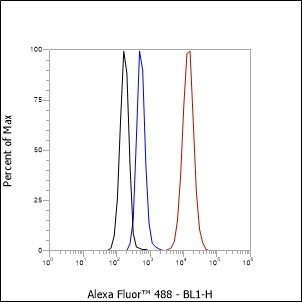 Recombinant Phospho-YAP1 (Ser127) Monoclonal Antibody - small - 5