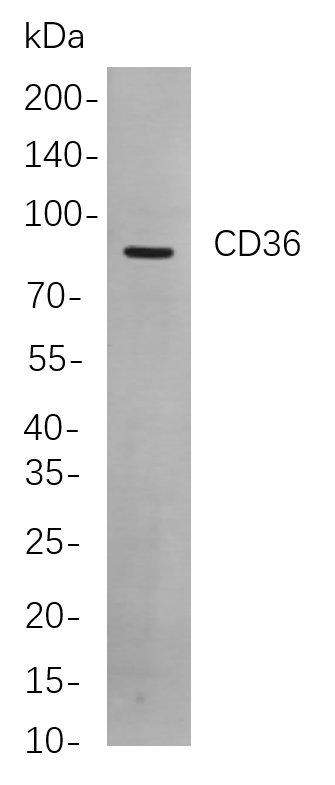 Recombinant CD36 Monoclonal Antibody-searchlist-1