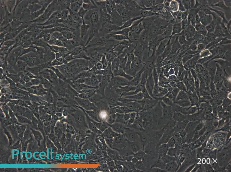 SK-GT-4 Cell Complete Medium - 4