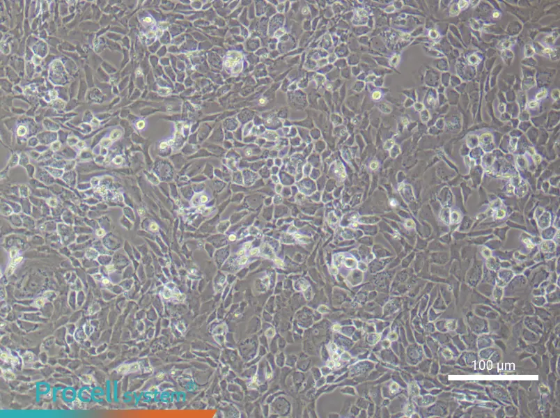 Rat Epiphyseal Chondrocyte Complete Medium - 3