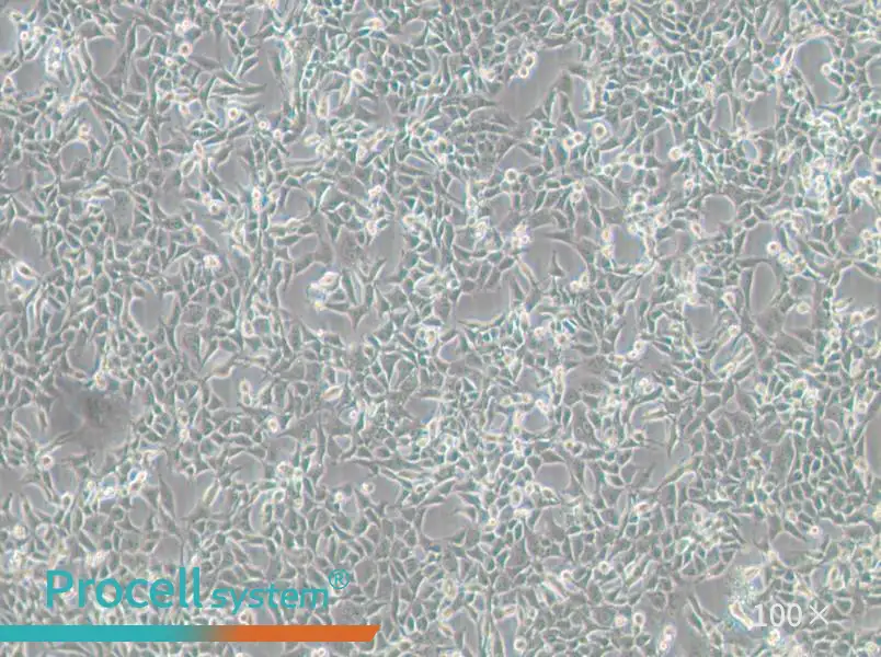 MC38 Cell Complete MediumMC38 Cell Complete Medium - 2