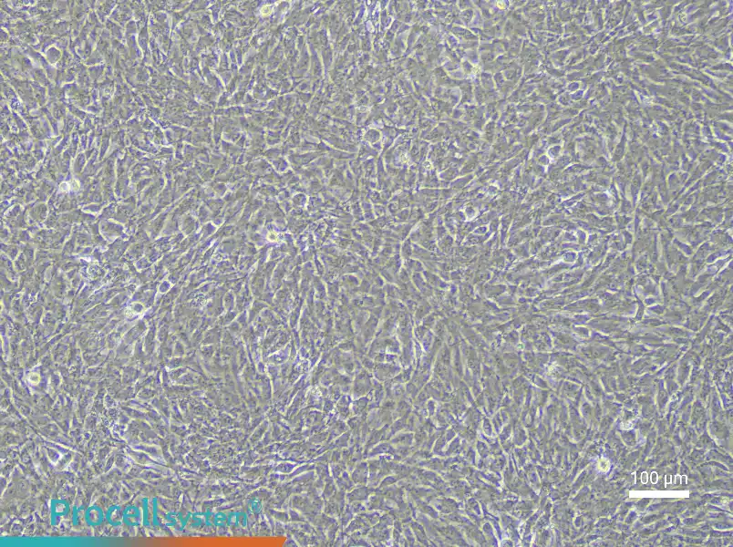 Rabbit Urethral Smooth Muscle Cell Complete Medium - 1