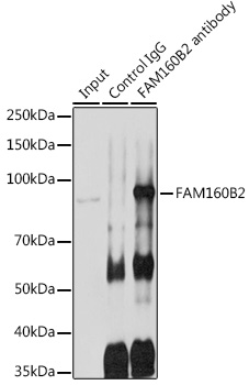 Immunoprecipitation analysis of 600ug extracts of Rat testis cells using 3ug FAM160B2 Polyclonal Antibody. Western blot was performed from the immunoprecipitate using FAM160B2 Polyclonal Antibody at a dilution of 1:1000.