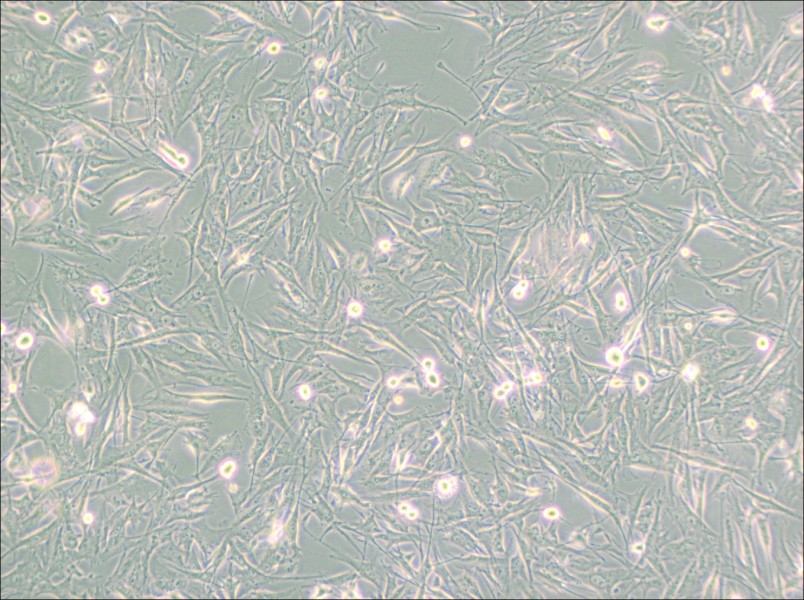 NCI-H2452 [H2452] Cell Complete Medium - 3