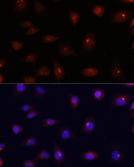 Immunofluorescence analysis of L929 cells using CETN3 Polyclonal Antibody at dilution of  1:100. Blue: DAPI for nuclear staining.