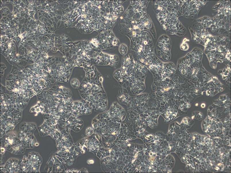 HuH-1 Cell Complete Medium - 2