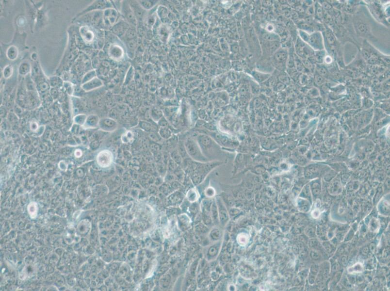 NCI-H1793 Cell Complete Medium - small - 4