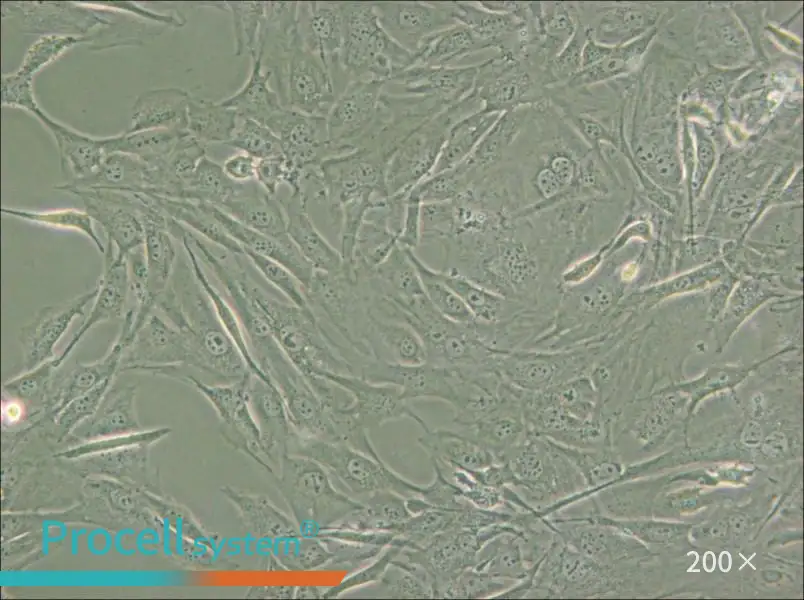 3T3-Swiss albino Cell Complete Medium - small - 5