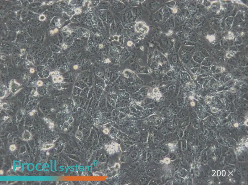 NTERA-2 Cell Complete Medium - 5