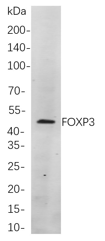 Recombinant FOXP3 Monoclonal Antibody-searchlist-1