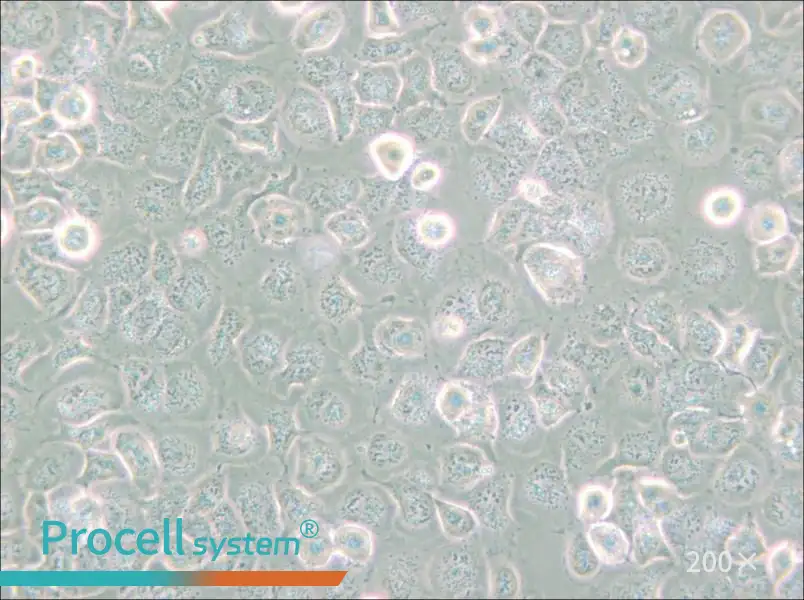 NCI-H661 Cell Complete Medium - 4