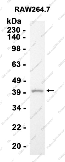 Recombinant GATA3 Monoclonal Antibody - 1