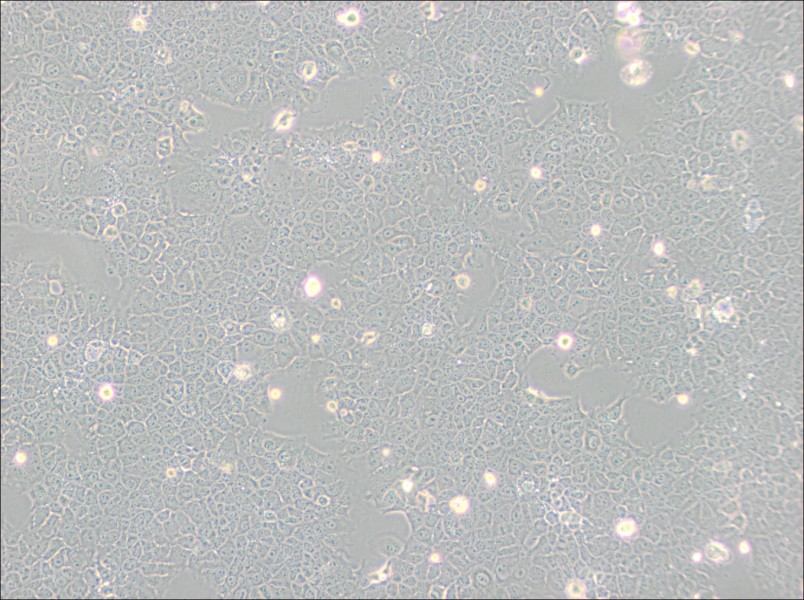 AML12 Cell Complete Medium - small - 2