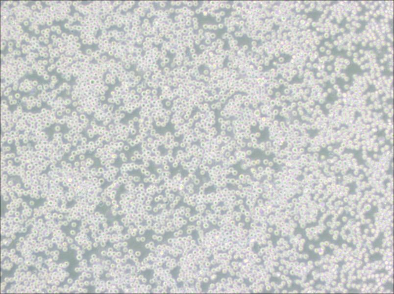 SU-DHL-4 Cell Complete Medium-searchlist-1