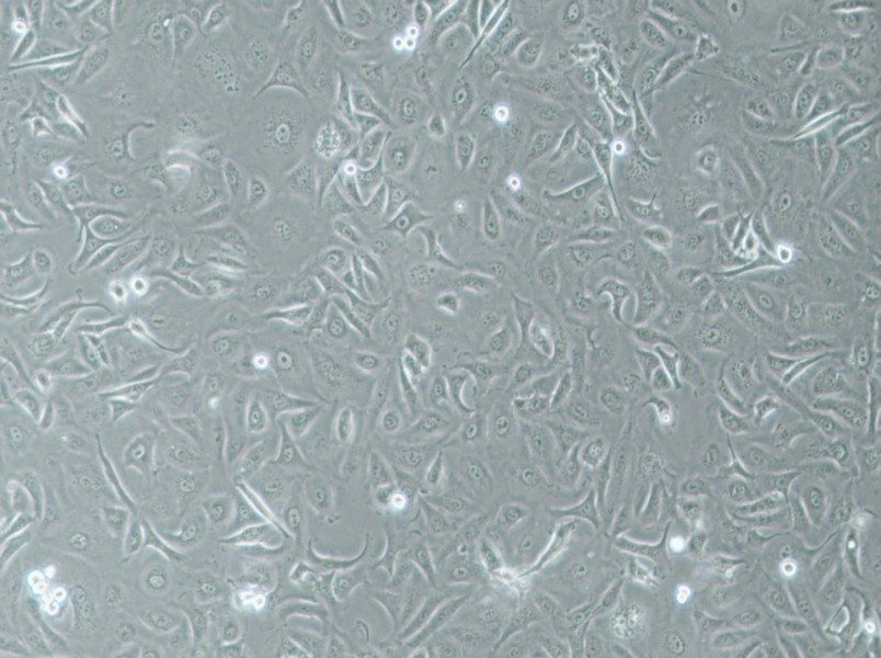 A875 [A-875] Cell Complete Medium-searchlist-1