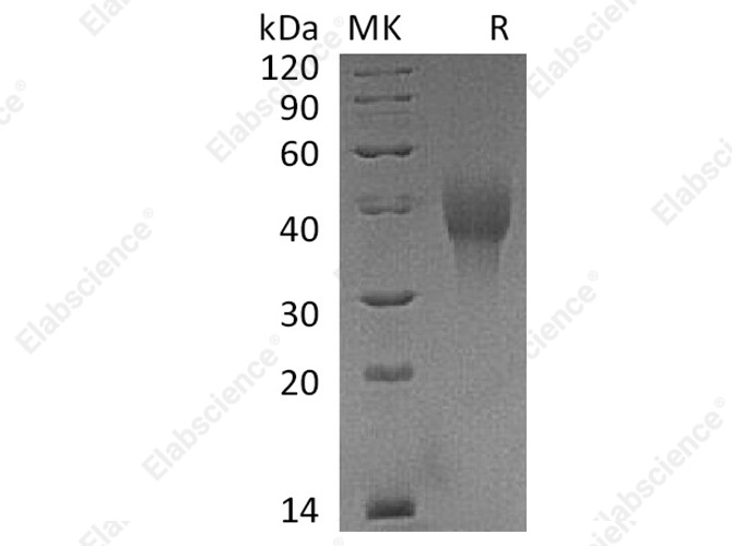 Recombinant Cynomolgus OX40/TNFRSF4 Protein (His Tag) - 1