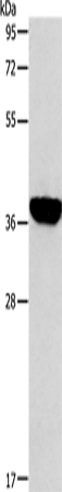 Western Blot analysis of Mouse liver tissue using ALDOB Polyclonal Antibody at dilution of 1:200