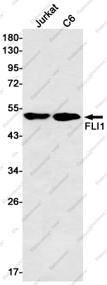 Recombinant FLI1 Monoclonal Antibody - 1