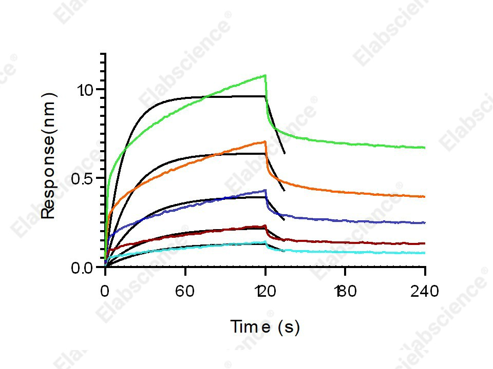 Recombinant Mouse CD16-2/FCGR4 Protein (His Tag) - 3
