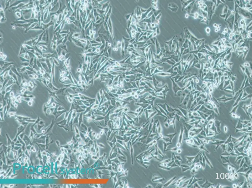SK-MEL-5 Cell Complete Medium - 2