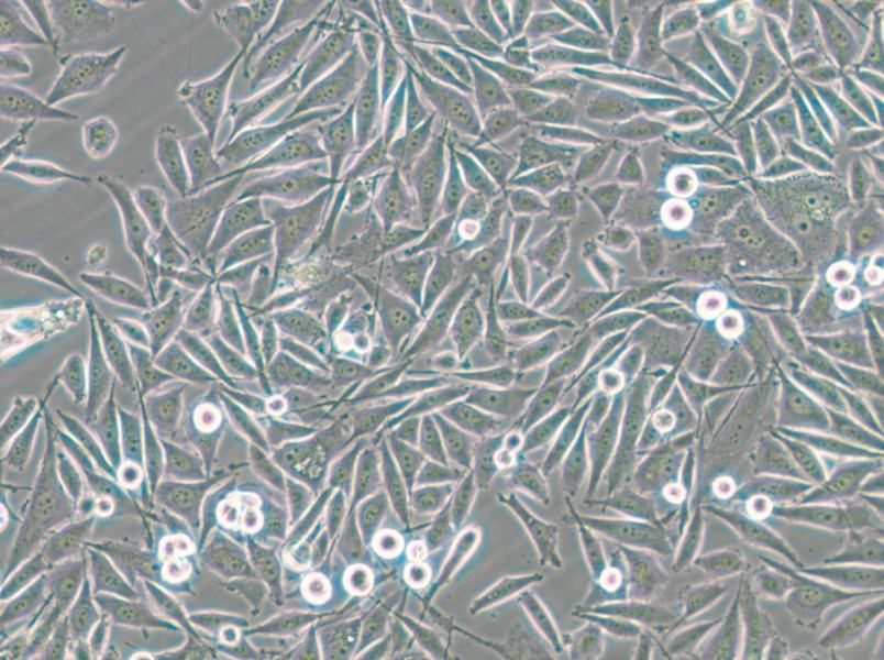 PC-3-GFP Cell Complete Medium - small - 7