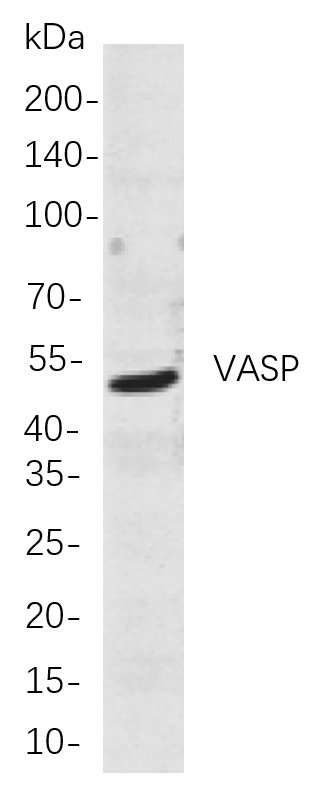 Recombinant VASP Monoclonal Antibody-searchlist-1