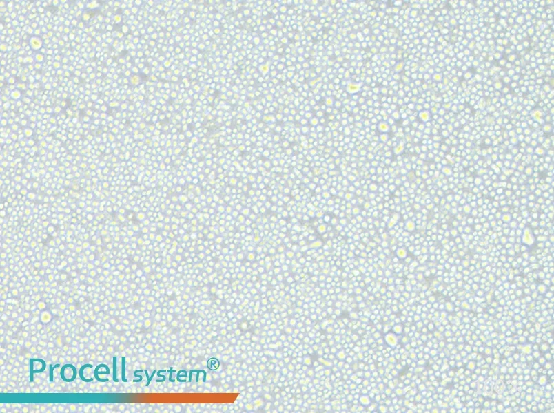 CEM/C1 Cell Complete Medium - 3