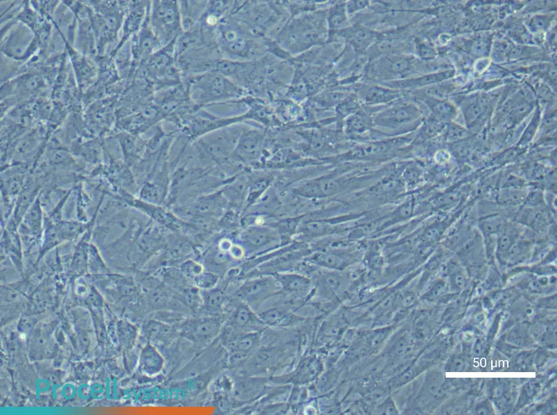 Rat Brown Adipose-Derived Stem Cell Complete Medium - 4