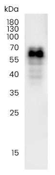 Recombinant Phospho-Tau (Ser202, Thr205) Monoclonal Antibody - small - 2