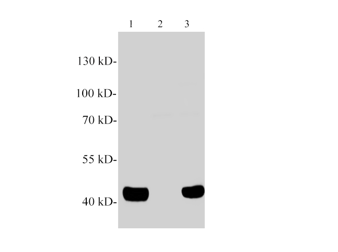 Western blotting with anti-PON3 polyclonal antibody at dilution of 1:1000. Lane 1: Rat liver lysate, lane 2: Mouse kidney lysate(Negative control), lane 3: Mouse liver lysate.