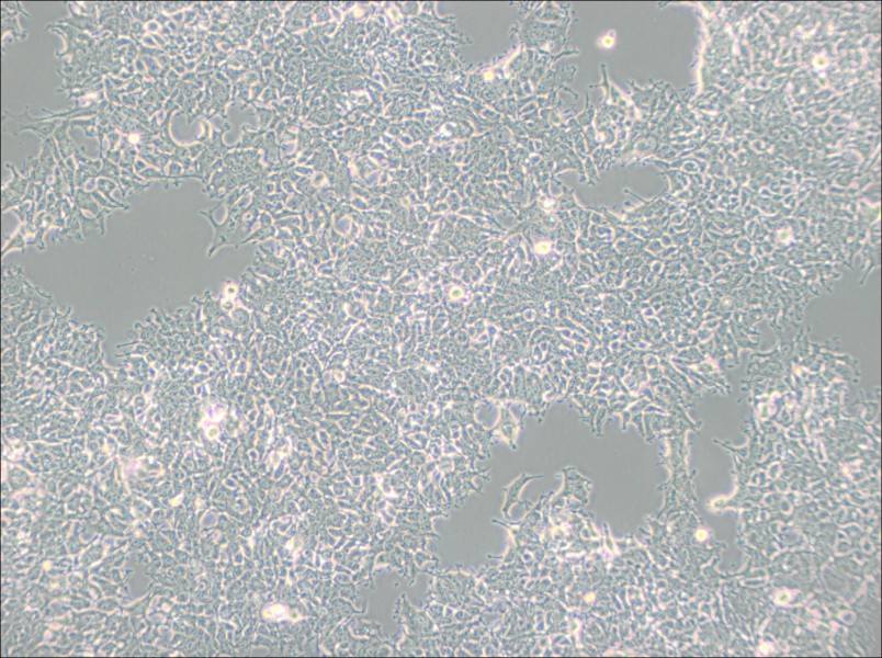 2V6.11 Cell Complete Medium-searchlist-1