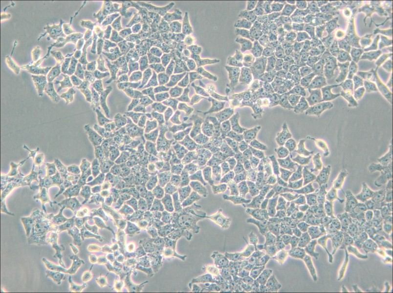 H-4-II-E [H4-II-E] Cell Complete Medium - small - 4
