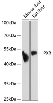 Western blot analysis of extracts of various cell lines using PXR Polyclonal Antibody at dilution of 1:1000.