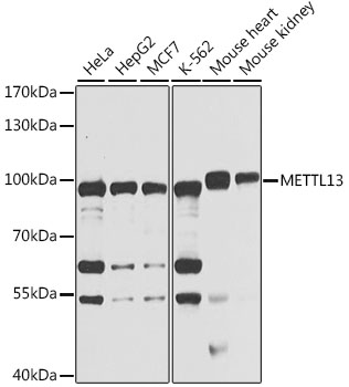 Western blot analysis of extracts of various cell lines using METTL13 Polyclonal Antibody at 1:1000 dilution.