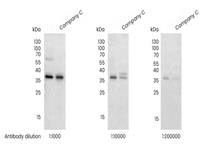 Recombinant Phospho-eIF2α (Ser51) Monoclonal Antibody - small - 2