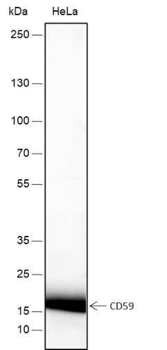 Recombinant CD59 Monoclonal Antibody-searchlist-1