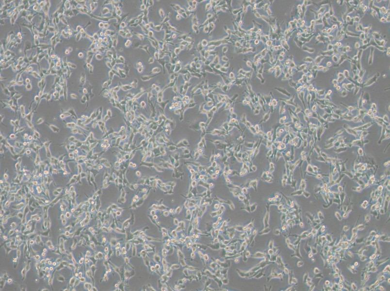 MFC Cell Complete Medium-searchlist-1