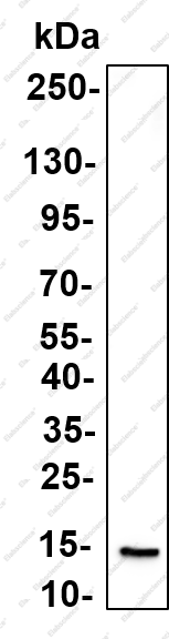 Recombinant THIOM Monoclonal Antibody - 5