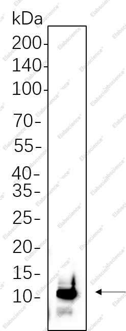 Recombinant UBA52 Monoclonal Antibody - 1