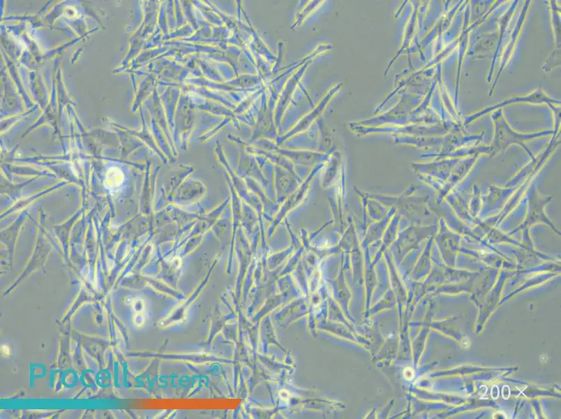 VMM39 Cell Complete Medium - 5