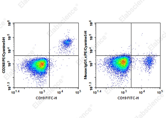 PE/Cyanine 5 Anti-Human CD268 Antibody[6G10] - 1
