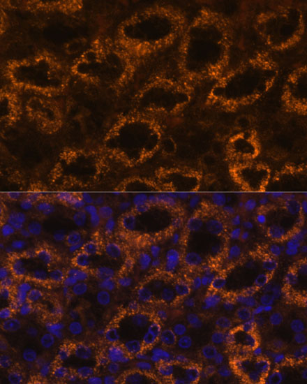 Immunofluorescence analysis of Rat kidney using SLC7A9 Polyclonal Antibody at dilution of 1:100. Blue: DAPI for nuclear staining.